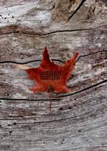 Forgotten Land (USA) : Samhain - Autumn